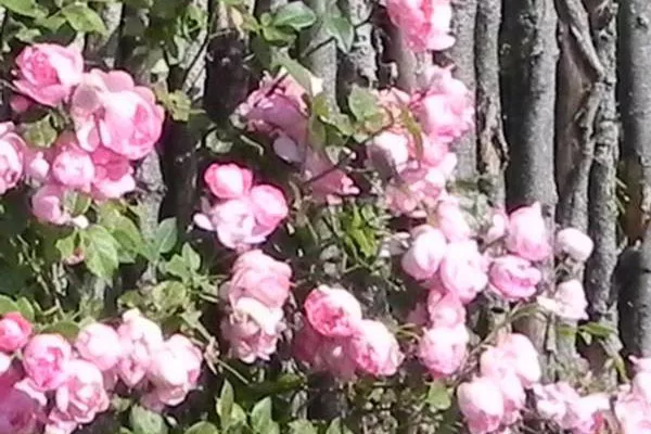 Rosen Führung Rosen Führung