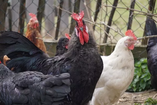 Augsburger Huhn Augsburger Huhn